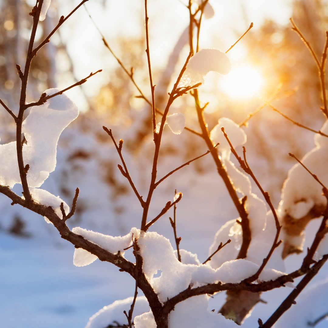 Sun shining through snowy bare branches.